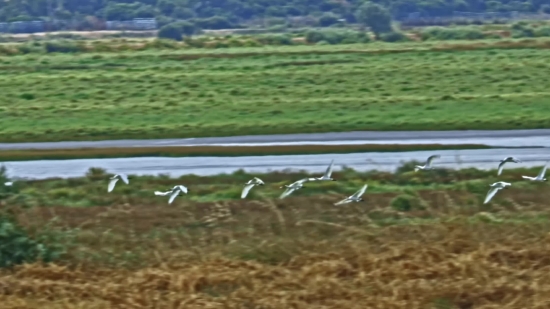 Wading Bird, Grass, Aquatic Bird, Landscape, Field, Crane