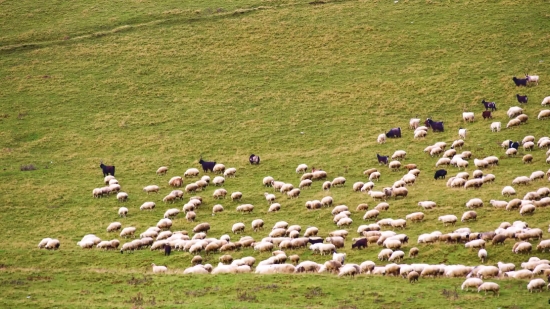 Wading Bird, White Stork, Aquatic Bird, Stork, Landscape, Rural