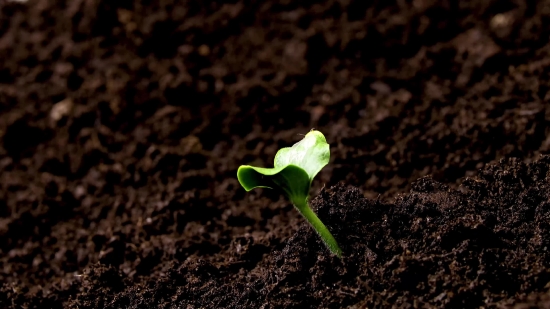 Walking Video Clip Free Download, Seedling, Plant, Leaf, Spring, Growth