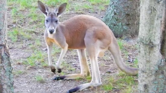 Wallaby, Kangaroo, Mammal, Buck, Deer, Wildlife