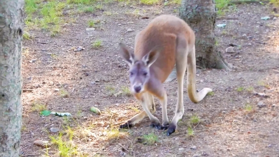 Wallaby, Kangaroo, Mammal, Deer, Wildlife, Wild