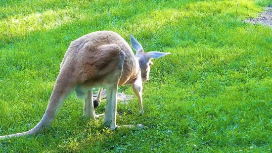 Wallaby, Kangaroo, Mammal, Wildlife, Deer, Grass