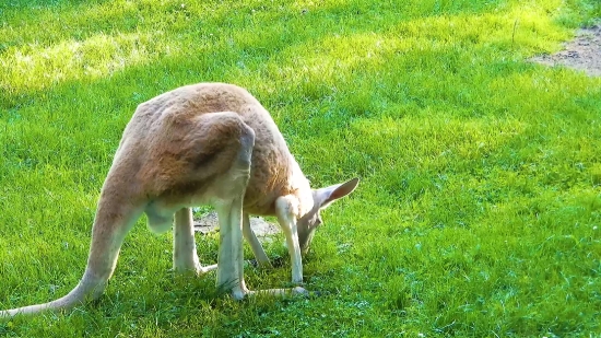 Wallaby, Kangaroo, Mammal, Wildlife, Deer, Wild