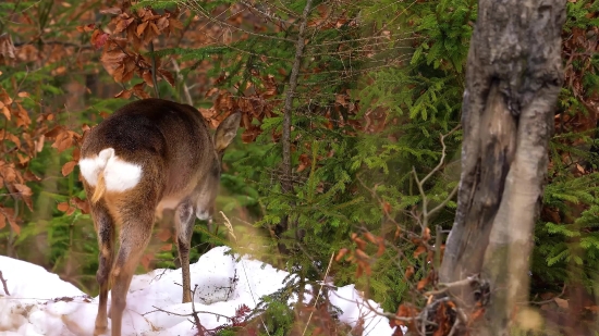 Wallaby, Kangaroo, Mammal, Wildlife, Wild, Fur