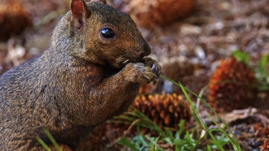 Walnut, Rodent, Edible Nut, Nut, Animal, Mammal