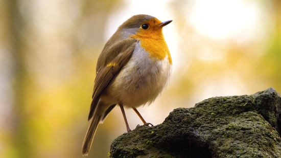 Warbler, Bird, Wildlife, Beak, Feather, Wild