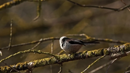 Warbler, Bird, Wildlife, Beak, Feather, Wing