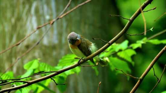 Warbler, Bird, Wildlife, Beak, Feather, Wing