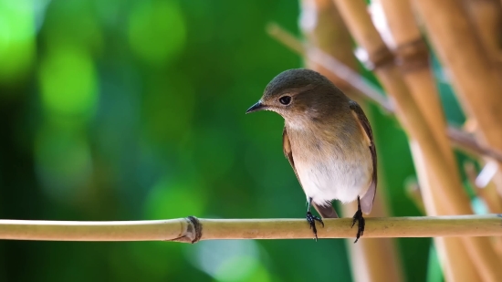 Warbler, Bird, Wildlife, Beak, Wild, Feather