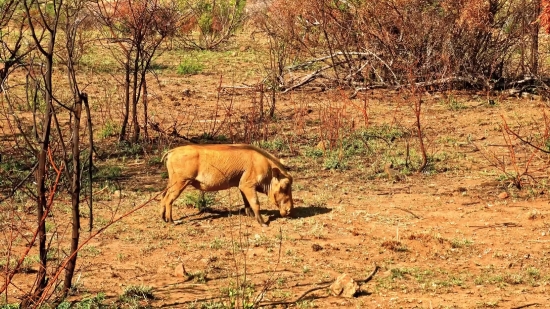 Warthog, Swine, Ungulate, Mammal, Wildlife, Wild