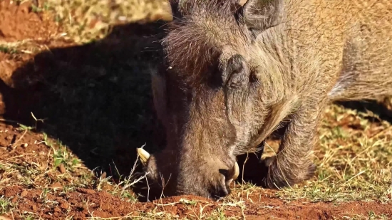 Warthog, Swine, Ungulate, Mammal, Wildlife, Wild