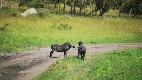 Warthog, Swine, Ungulate, Wildlife, Mammal, Wild