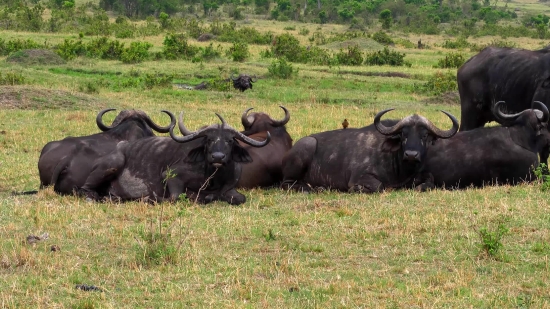 Water Buffalo, Cattle, Old World Buffalo, Ox, Bovine, Ruminant