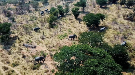 Water Buffalo, Old World Buffalo, Ruminant, Grass, Wild, Mountains