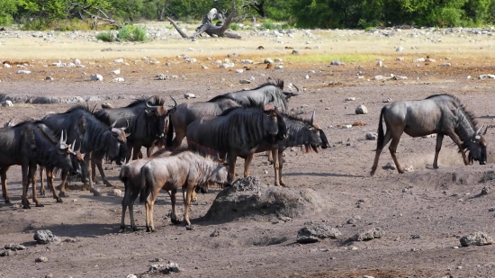 Water Buffalo, Old World Buffalo, Ruminant, Horse, Plow, Horses