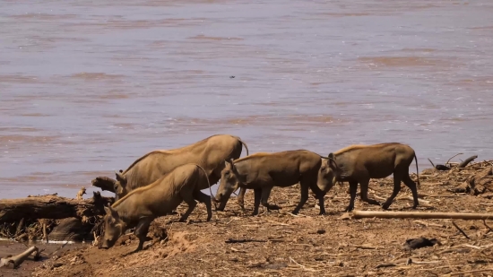 Water Buffalo, Old World Buffalo, Ruminant, Wild, Wildlife, Bull