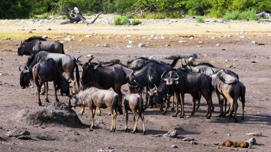 Water Buffalo, Old World Buffalo, Ruminant, Wild, Wildlife, Grass