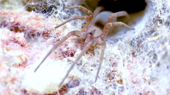 Water Drop Video Free Download, Wolf Spider, Spider, Arachnid, Arthropod, Invertebrate