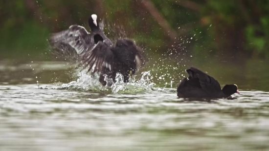 Water, Mammal, Beaver, Wildlife, Rodent, Hippopotamus