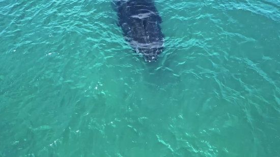 Water, Ocean, Sea, Great White Shark, Shark, Swimming