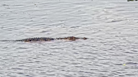 Water, Shorebird, Otter, Sea, Wading Bird, Wildlife