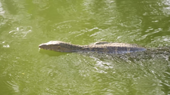 Water Snake, Snake, Water, Reptile, Lake, Wildlife