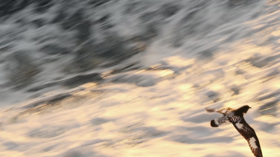 Water Snake, Water, Sky, Snake, Ocean, Atmosphere