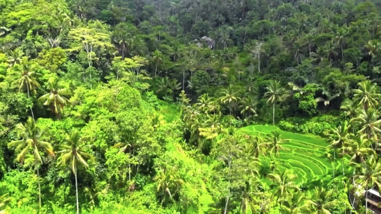 Waterfall Stock Footage Free, Tree, Woody Plant, Vascular Plant, Plant, Forest