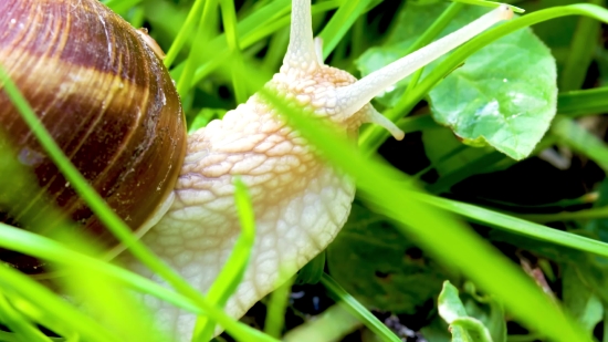 Watermark Free Video Download, Snail, Crookneck, Gastropod, Mollusk, Yellow Squash