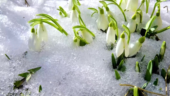 Waves Video Download, Plant, Flower, Vascular Plant, Spring, Shrub