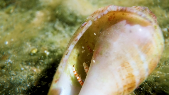 Wazee Stock Footage, Food, Meal, Avocado, Delicious, Dinner