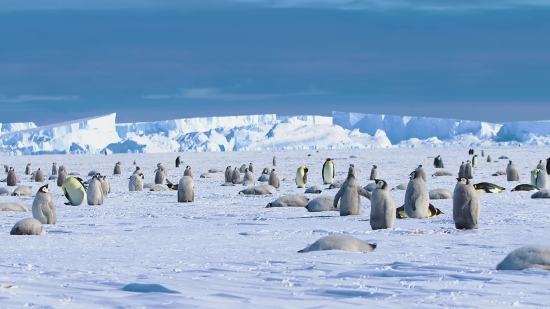 Websites To Download Free Video Clips, King Penguin, Penguin, Seabird, Snow, Ice