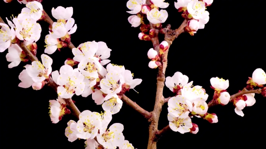 Wedding Chroma Video Free Download, Blossom, Flower, Spring, Tree, Branch