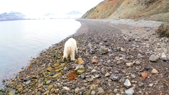 West Highland White Terrier, Landscape, Terrier, Dog, Coast, Sea