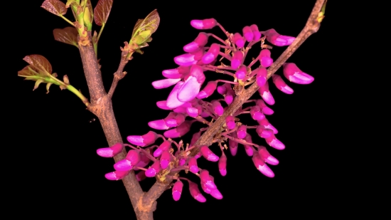 Western Redbud, Shrub, Woody Plant, Vascular Plant, Plant, Flower