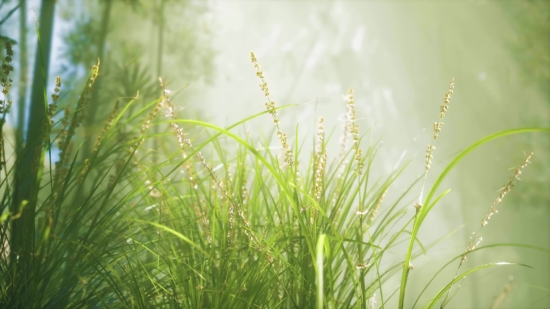 Wheat, Cereal, Field, Grass, Summer, Plant