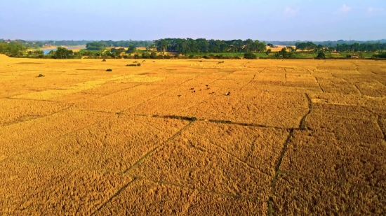 Wheat, Field, Landscape, Sky, Cereal, Hay