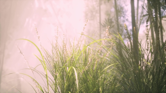 Wheat, Field, Plant, Vascular Plant, Herb, Grass