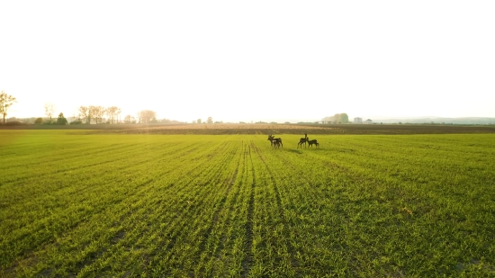 Wheat, Field, Rapeseed, Rural, Grass, Meadow