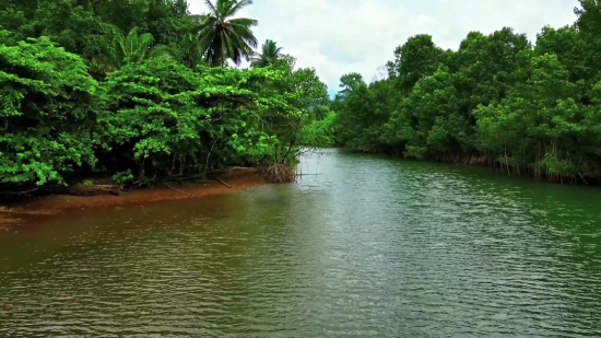 White Mangrove, Tree, Woody Plant, Vascular Plant, Landscape, Water