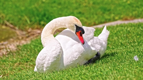 White Stork, Stork, Bird, Aquatic Bird, Wading Bird, Swan