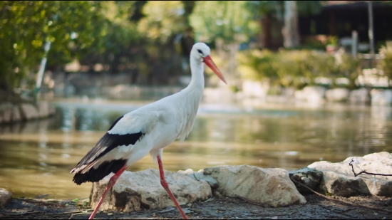 White Stork, Stork, Wading Bird, Bird, Aquatic Bird, Wildlife