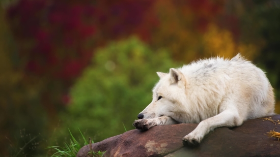 White Wolf, Wolf, Canine, Fur, Dog, Mammal