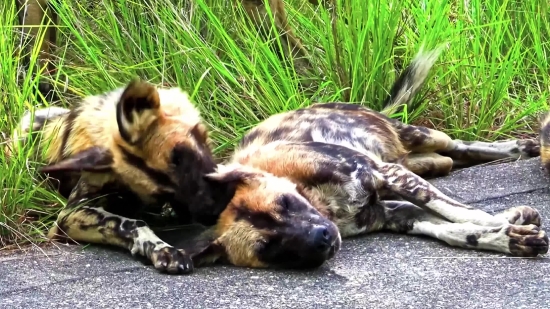 Wild Dog, Canine, Hyena, Dog, Mammal, Animals