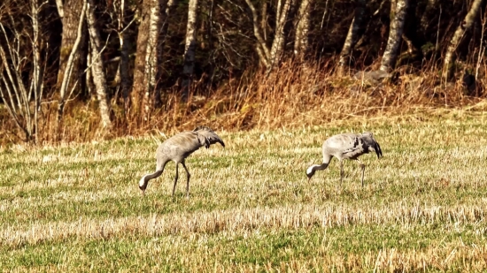 Wild Dog, Canine, Wildlife, Whippet, Wild, Greyhound