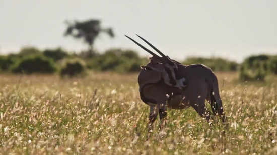 Wildlife, Bird, Antelope, Wild, Mammal, Gazelle