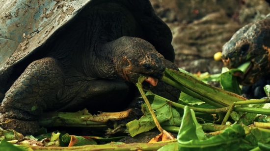 Wildlife, Vegetable, Mammal, Walrus, Water, Wild