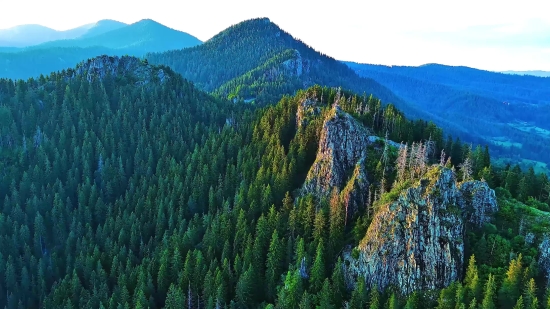 Willow, Tree, Woody Plant, Vascular Plant, Landscape, Mountain