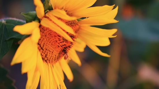 Winter Stock Video, Sunflower, Petal, Flower, Yellow, Plant