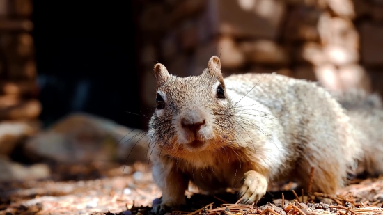 Wombat, Rodent, Mammal, Squirrel, Fox Squirrel, Fur